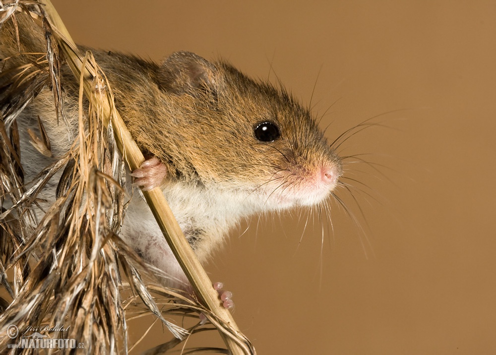Harvest Mouse Photos Harvest Mouse Images Nature Wildlife Pictures Naturephoto