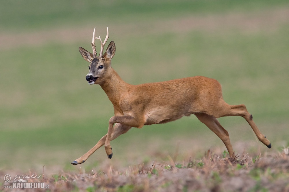 Roe Deer Photos Roe Deer Images Nature Wildlife Pictures NaturePhoto