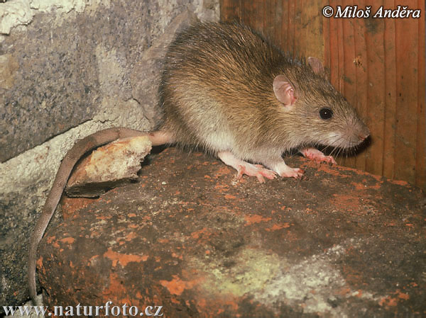 brown-rat-3789.jpg