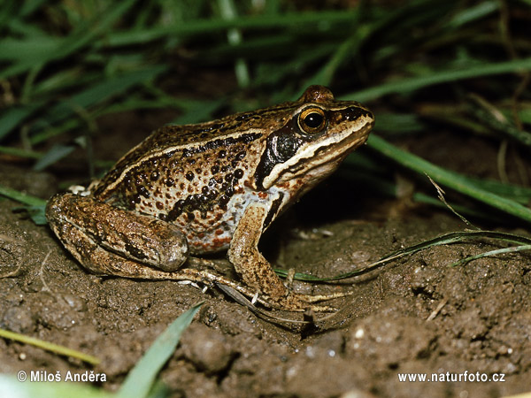 wood frog blueprint