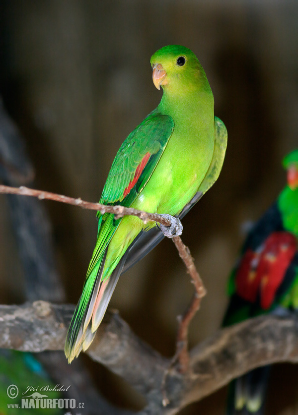 red-winged-parrot-32400.jpg