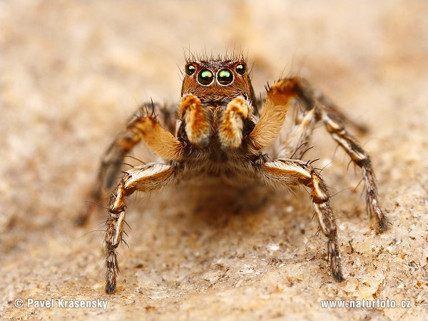 [Image: jumping-spider-1669.jpg]