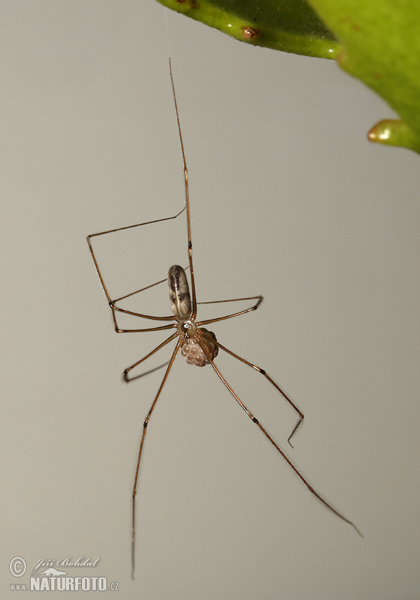 Araña de patas largas Fotos Fotografía
