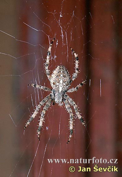 Araneus Diadematus