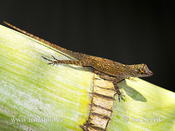 Bark Anole