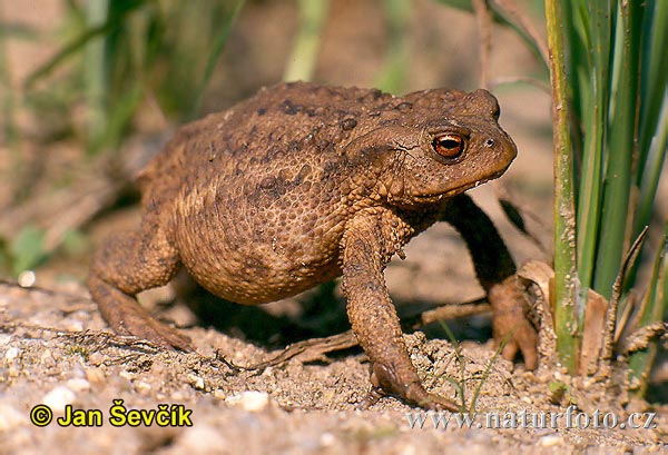 Bufo Bufo Toad