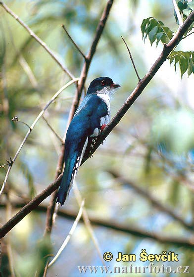 The Cuban Trogon