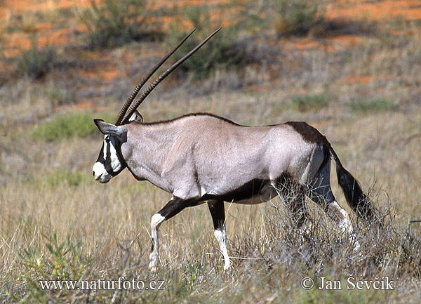 Oryx Gemsbok