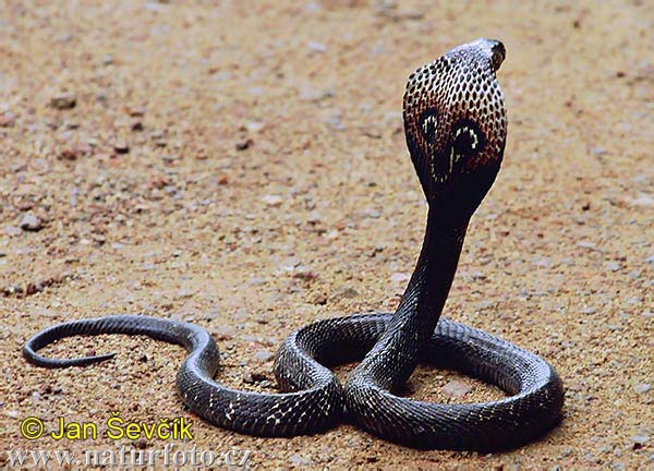 Cobra Snake Images