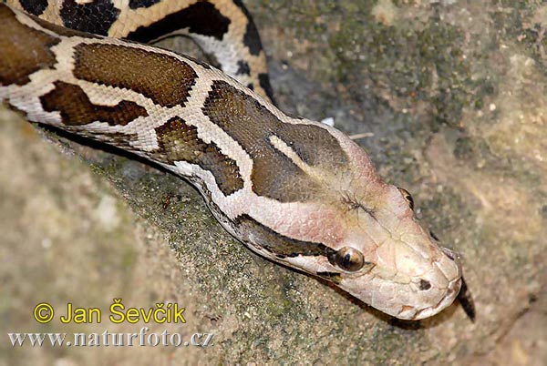 rock-python--python-molurus.jpg