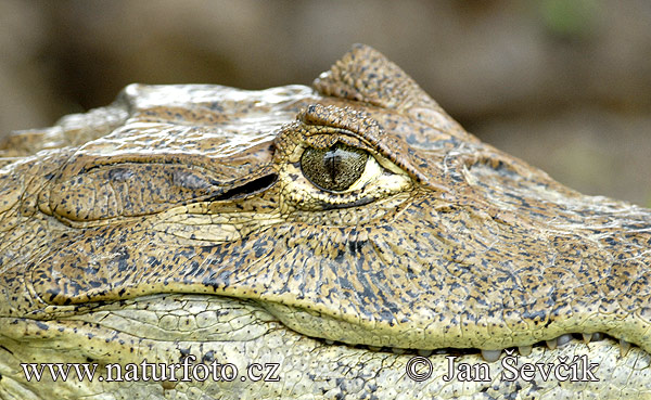 spectacled caiman pictures