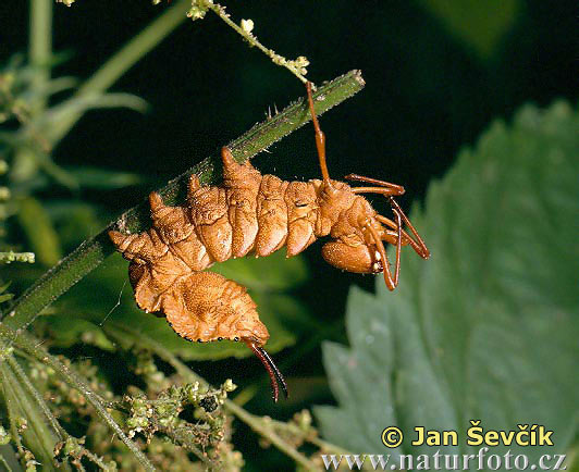 Pauropoda(pauropus huxleyi)