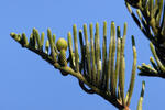 Araucaria heterophylla