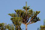 Araucaria heterophylla