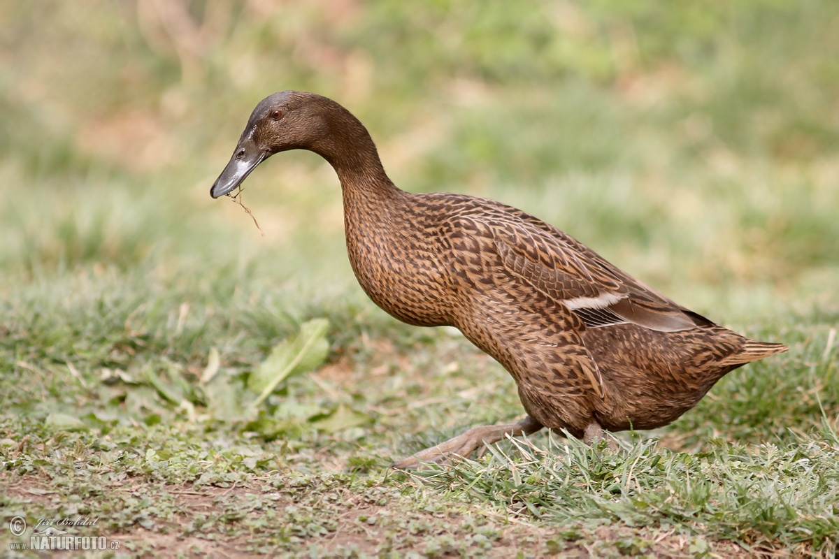 Indian Runner Duck Photos Indian Runner Duck Images Nature Wildlife 