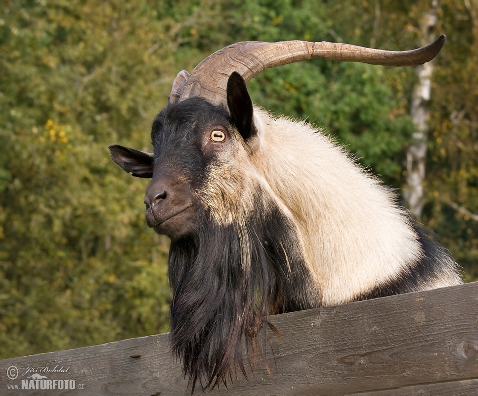 Domestic Goat Photos, Domestic Goat Images, Nature Wildlife Pictures ...