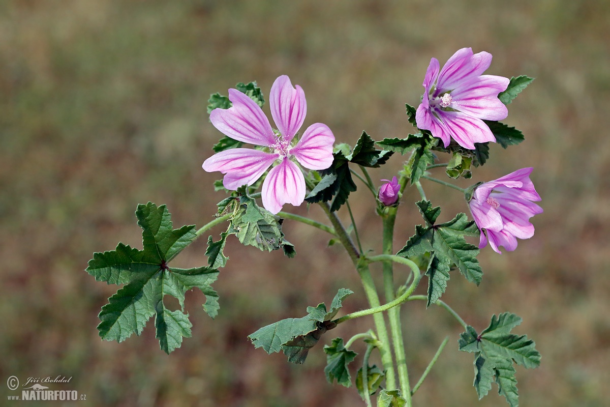 High Mallow Photos High Mallow Images Nature Wildlife Pictures 