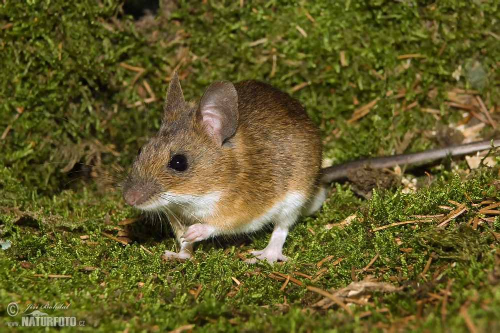 Yellow Necked Field Mouse Photos Yellow Necked Field Mouse Images Nature Wildlife Pictures