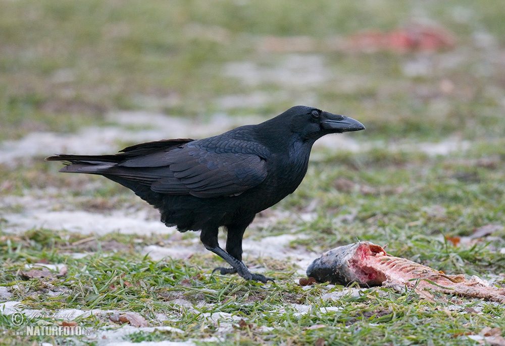 Common Raven Wildlife ImagesCommon Raven (Corvus corax)