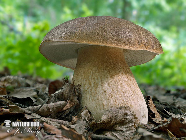 Fungi - Mushrooms