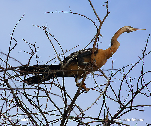 Afrikanischer Schlangenhalsvogel