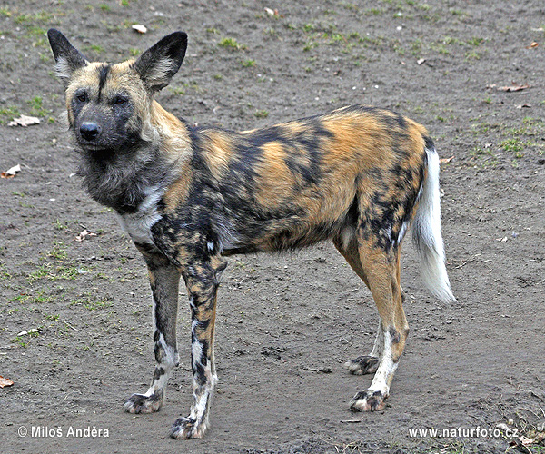 Afrikanischer Wildhund