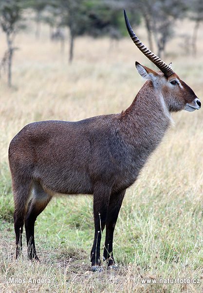 Antilope sing-sing