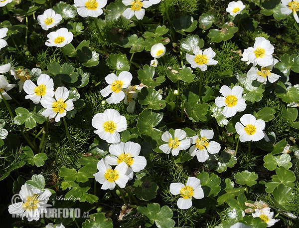 Batrachium aquatile