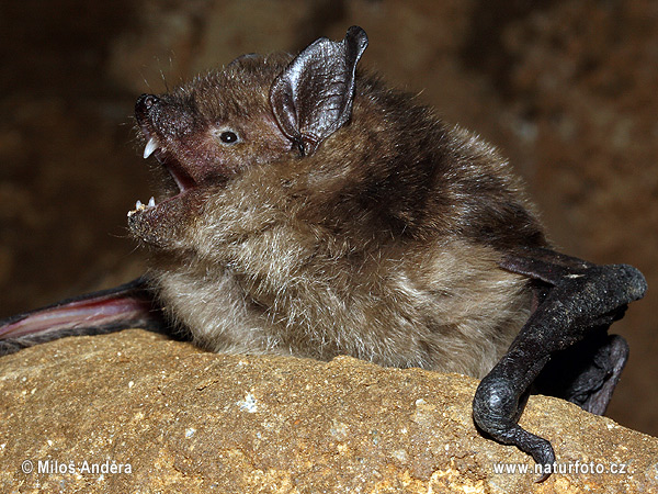 Breitflügelfledermaus