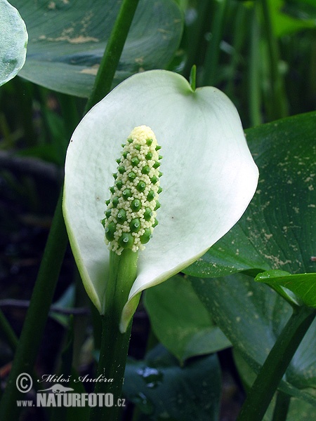 Calla palustris