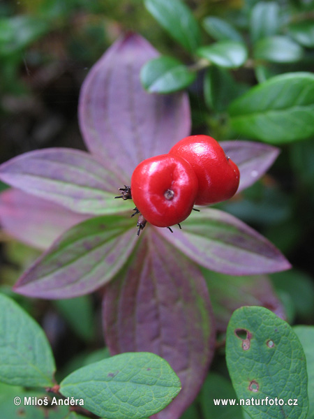 Cornus suecica