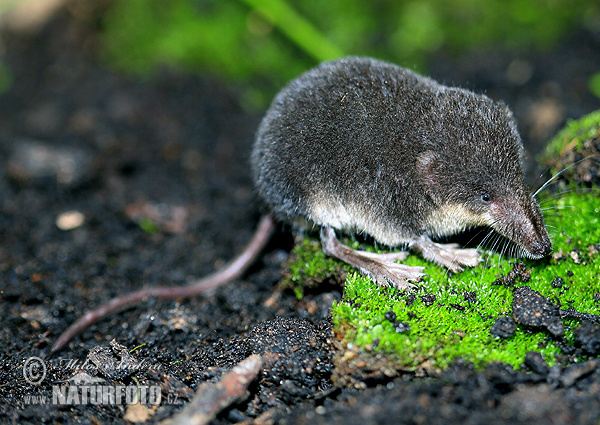 Crossope aquatique, Musaraigne d'eau