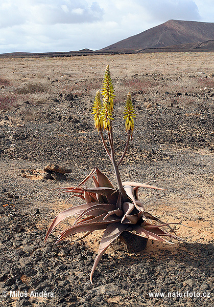 Echte Aloe