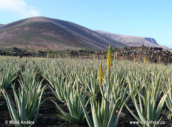 Echte Aloe