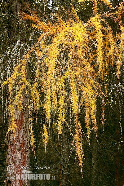 Europinis maumedis