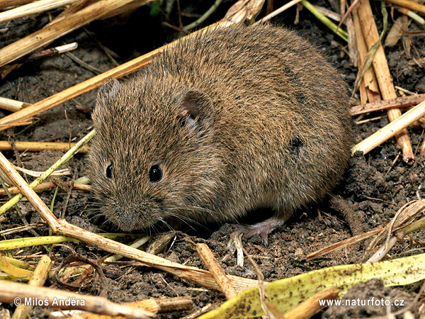 Feldmaus