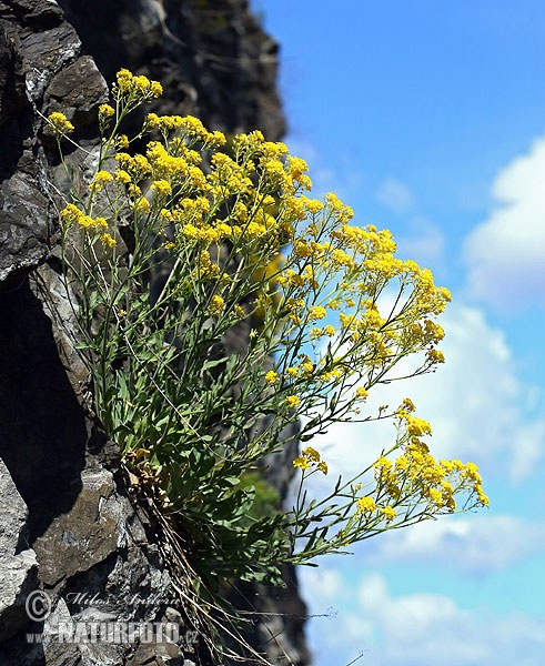 Felsen-Steinkraut