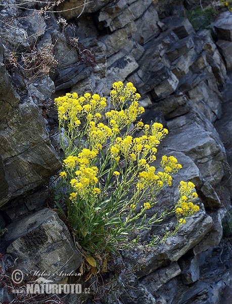 Felsen-Steinkraut