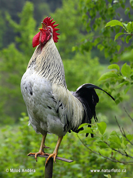 Domestic Fowl Photos Domestic Fowl Images Nature Wildlife Pictures 