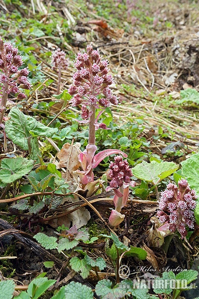 Gewöhnliche Pestwurz