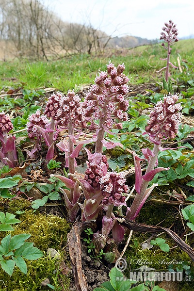 Gewöhnliche Pestwurz