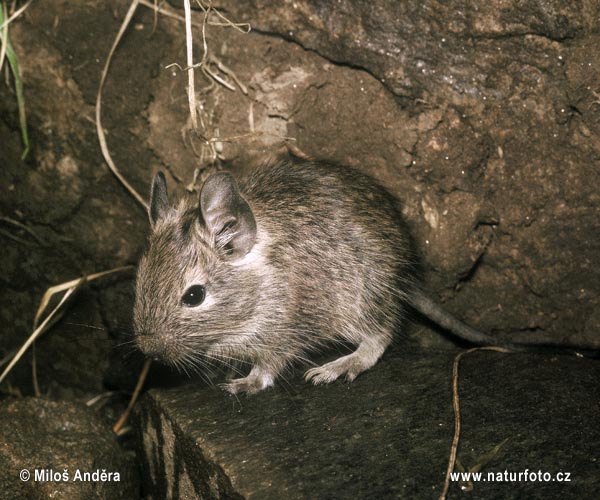 Gewöhnlicher Degu