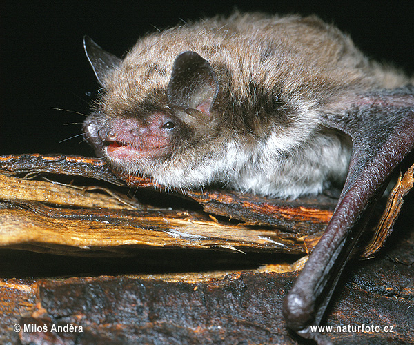 Große Bartfledermaus