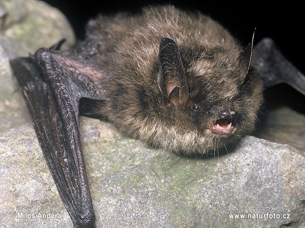 Große Bartfledermaus