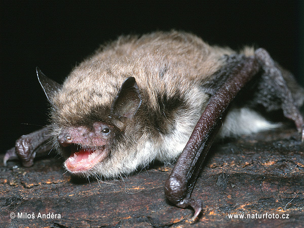 Große Bartfledermaus