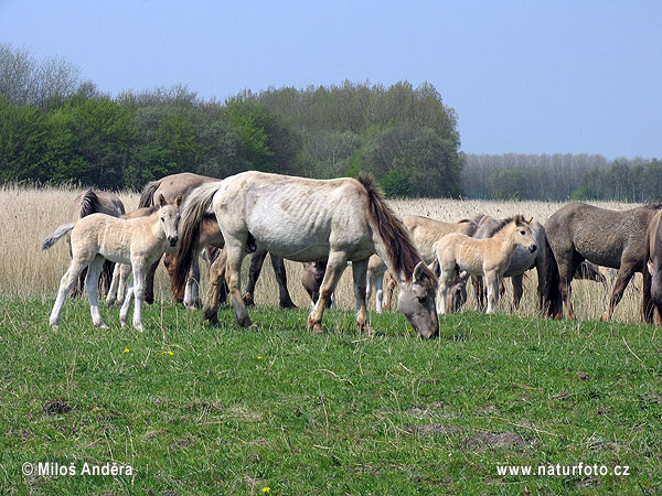 Holland region