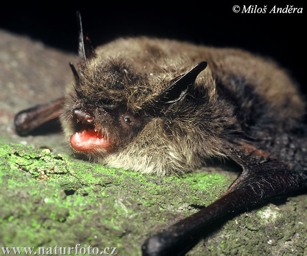 Kleine Bartfledermaus