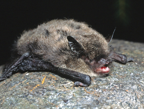 Kleine Bartfledermaus