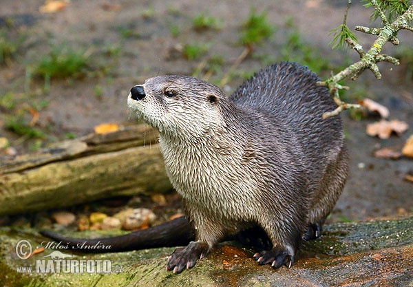 Lontra canadensis