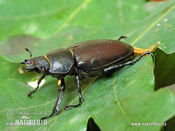 Lucanus cervus